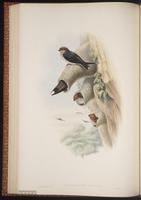 Streak-throated Swallow, Indian Cliff Swallow plate 33