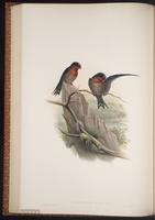 Hill Swallow plate 32