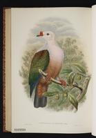 Red-knobbed Imperial Pigeon plate 63