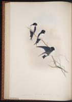 Nepal House Martin, Nepal Martin plate 31