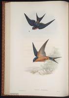 Sri Lanka Swallow plate 30