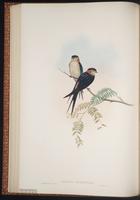 Indian Striated Swallow plate 29