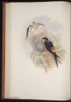 European Striated Swallow plate 28