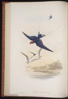 Wire-tailed Swallow plate 26