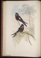 Whiskered Treeswift plate 25