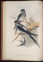 Moustached Treeswift plate 24