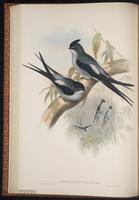 Grey-rumped Treeswift plate 23