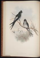 Grey-rumped Treeswift plate 22