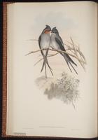 Crested Treeswift plate 21