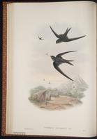 African Palm Swift plate 20