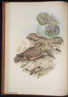 Sykes's Nightjar plate 19