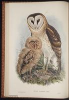 Grass Owl plate 18