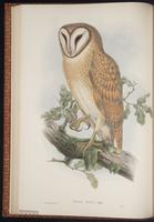 Spotted Owlet plate 17