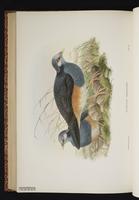 Thick-billed Ground Pigeon plate 62