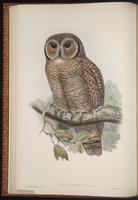 Mottled Wood Owl plate 16