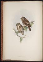 Collared Owlet plate 15