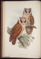 Oriental Bay Owl plate 14