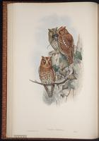 Oriental Scops Owl, Oriental Scops-Owl plate 13
