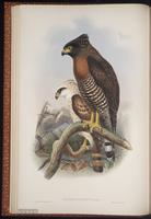 Sulawesi Serpent Eagle plate 9