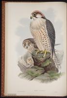 Lanner Falcon plate 6