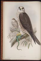 Saker Falcon plate 5