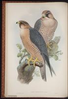 Barbary Falcon plate 4