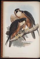 Peregrine Falcon ,faucon pélerin, Halcón peregrino, plate 3