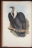 White-rumped Vulture plate 2
