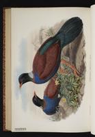 Pheasant Pigeon plate 61