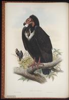 Red-headed Vulture plate 1
