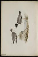 Aegialitis monachus plate 10