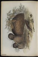 Brown Kiwi, Southern Brown Kiwi, Southern Tokoeka plate 9