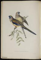 Bluebonnet plate 7