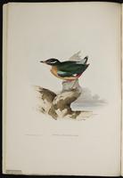 Noisy Pitta plate 4