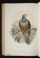 Sombre Pigeon plate 60