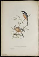 Australian Golden Whistler plate 3