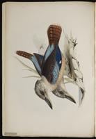 Blue-winged Kookaburra plate 2