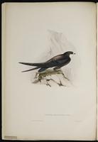 Chaetura macroptera plate 1