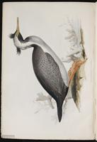 Spotted Shag plate 10