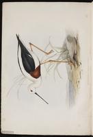 Fiery-browed Starling plate 9