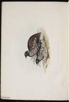 Black-breasted Buttonquail plate 8