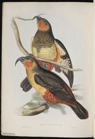 Norfolk Island Kaka plate 7