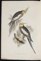 Cockatiel plate 6