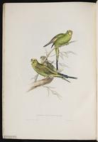 Budgerigar plate 5