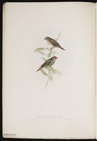 Amadina ruficauda plate 4