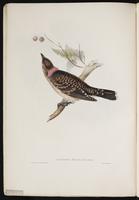 Calodera maculata plate 3