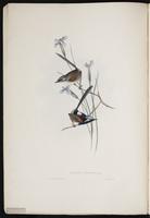 Red-winged Fairywren plate 2