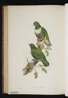 White-bibbed Fruit Dove plate 59