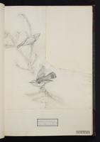 Gerygone culicivorus