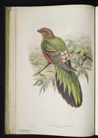 Diard's trogon plate 5